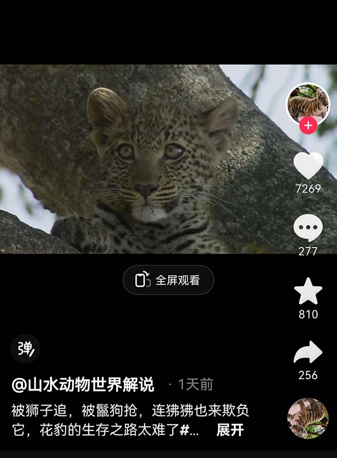 外面卖1699的国外纪录片解说（动物解说、美食、动画片）稳过中视频-中创网_专注互联网创业,项目资源整合